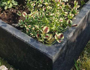 Image of recycled flowerbox