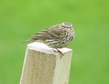 shetland bird on wooden pillar